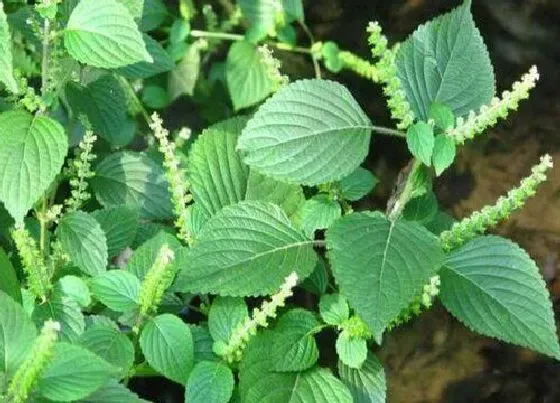 植物百科|苏子油是什么植物类别