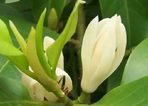 开花时间|黄果兰什么时候开花 花期是几月