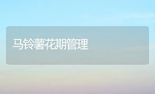 马铃薯花期管理 | 粮油作物种植