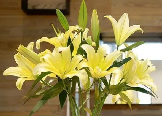 植物毒性|黄百合有毒吗 可以放在室内养吗