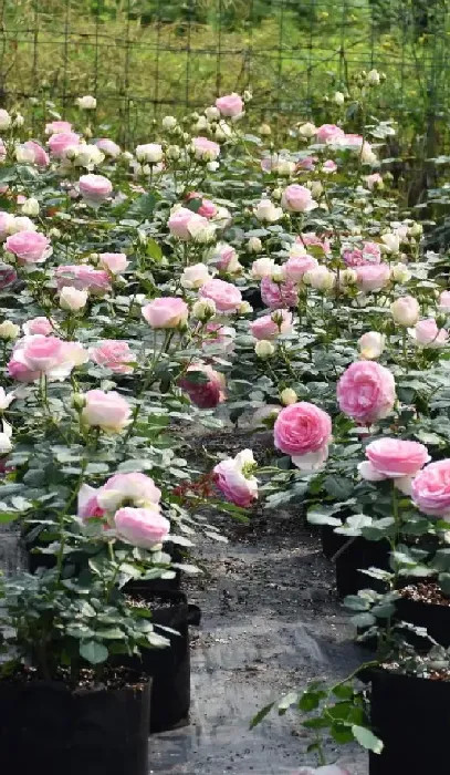 植物扦插|什么时候扦插月季最好（盆栽月季花怎样扦插成活率高）
