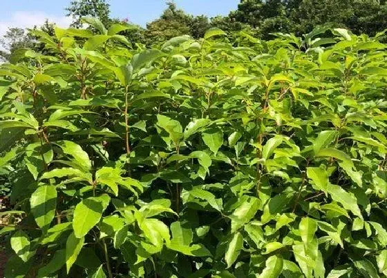 植物排行|陆地植物有哪些