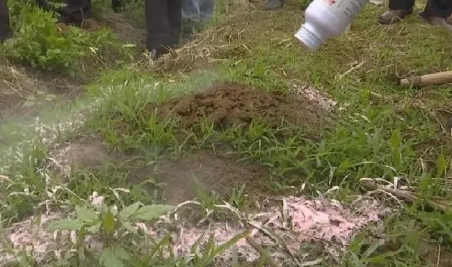 植物虫害|红火蚁如何彻底灭杀（消灭红火蚁用药最高效最简单办法 ）