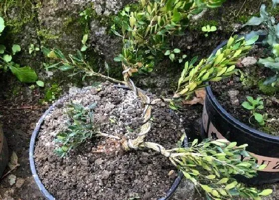 种植土壤|黄杨配土方法与种植土壤