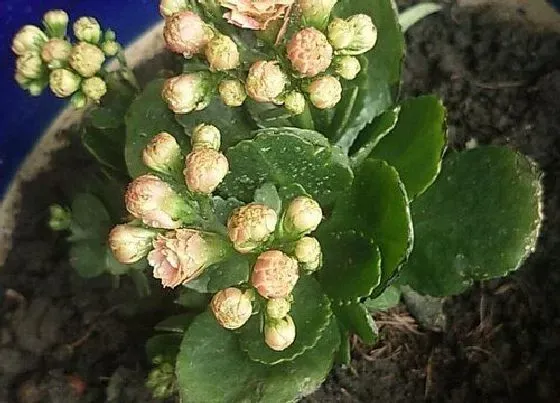 绿植|小阳台适合种什么植物