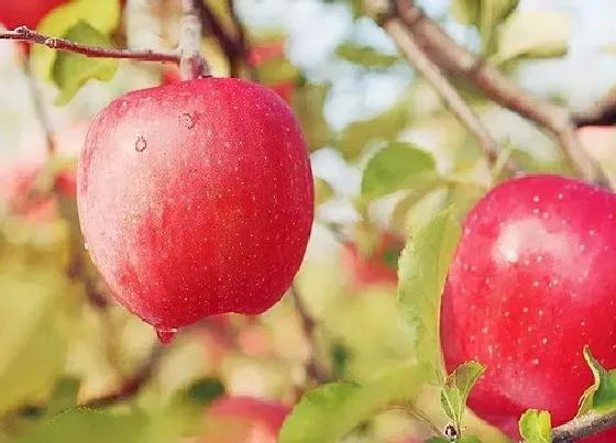 果实科普|十大优质苹果品种分布（最新国内优良苹果品种排行榜）