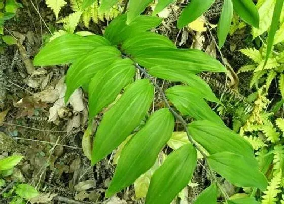 冬天植物|黄精冬天会冻死吗