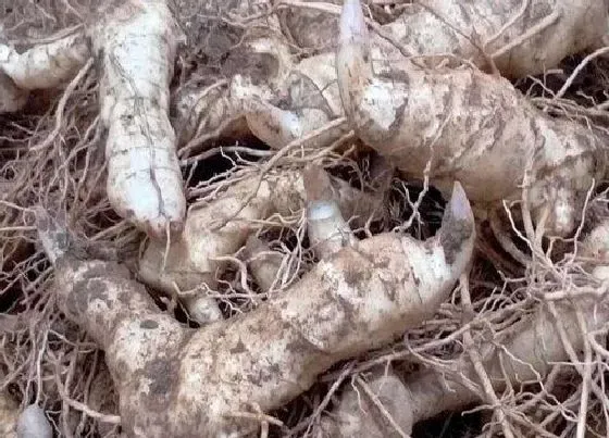 食用科普|黄精能直接吃吗 怎么吃效果最好