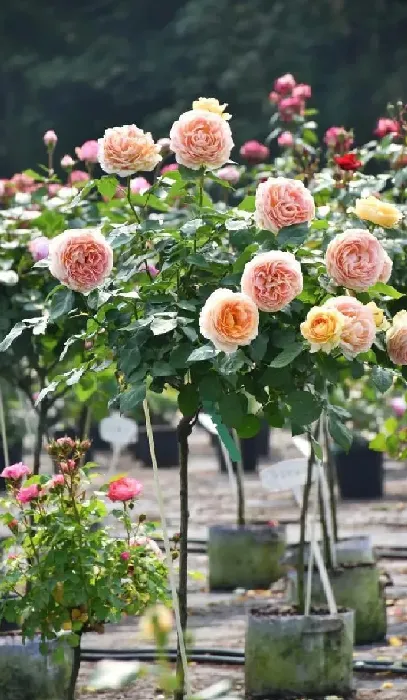 植物扦插|什么时候扦插月季最好（盆栽月季花怎样扦插成活率高）