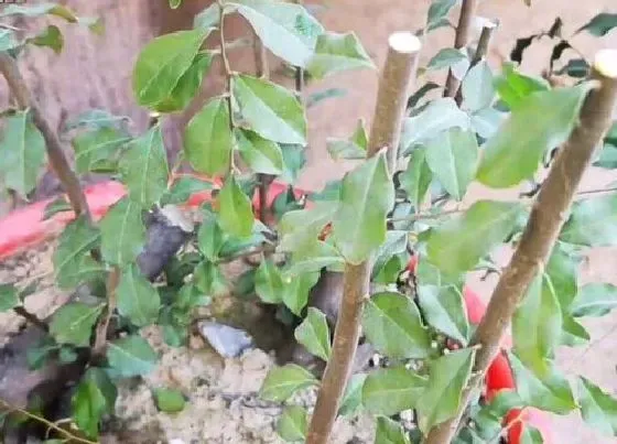 植物毒性|黑塔子有毒吗 可以放在室内养吗