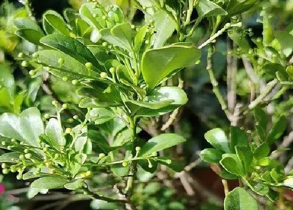 植物浇水|淘米水可以浇米兰花吗