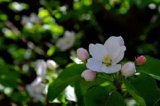 果实科普|苹果几月开花结果 什么时候开花结果