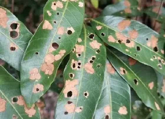 植物产地|重庆盛产什么农作物