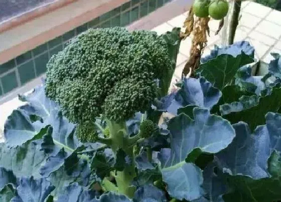 植物施肥|西兰花追肥用什么肥料好