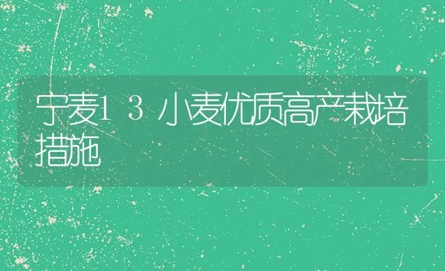 宁麦13小麦优质高产栽培措施 | 粮油作物种植