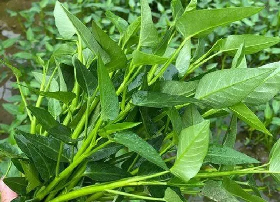 种植管理|竹叶菜几月份种植合适