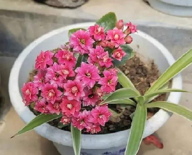 植物浇水|冬天怎样给长寿花浇水（冬天长寿花干到什么程度浇水）