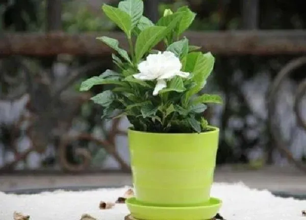植物换土|盆栽怎么换土换盆