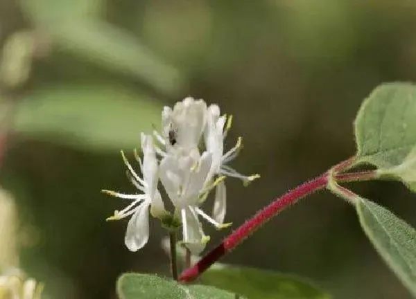 养殖方法|金银花可以水养吗