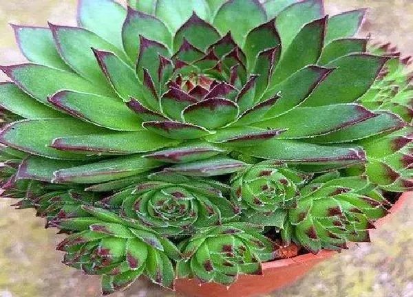 植物浇水|观音莲水浇多了怎么办