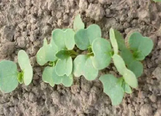 植物播种|白菜种子怎么种植方法