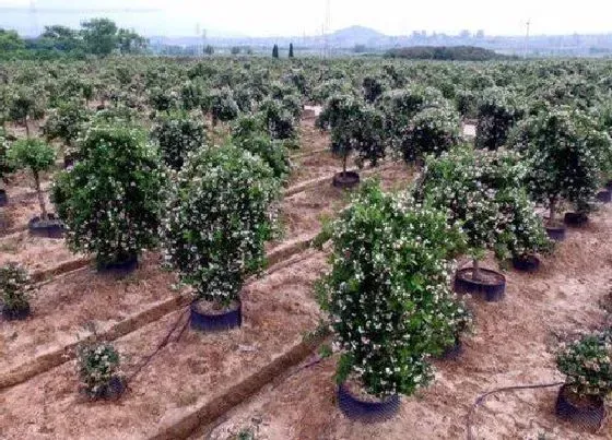 冬天植物|五彩锦带树耐寒吗（五彩锦带树耐寒温度及越冬养护方法）