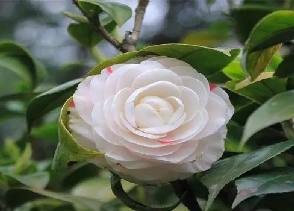 植物浇水|茶花冬天怎么浇水