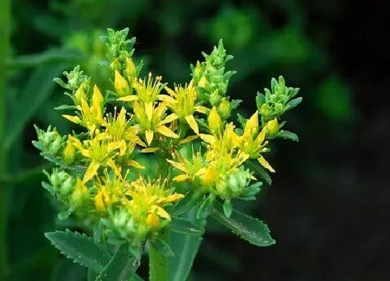 植物泡水|田七可以泡水喝吗