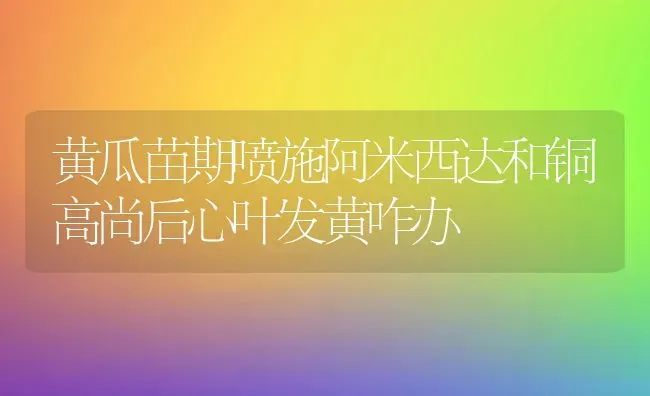 黄瓜苗期喷施阿米西达和铜高尚后心叶发黄咋办 | 蔬菜种植