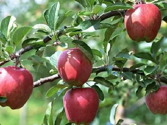 果实科普|苹果几月开花结果 什么时候开花结果