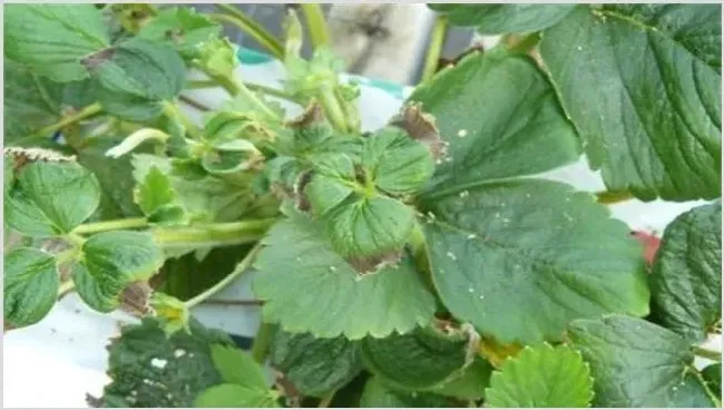 草莓冻害怎么预防 | 种植资料