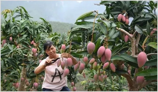 芒果剪枝伤口如何处理？芒果剪枝技术4要点 | 自然知识