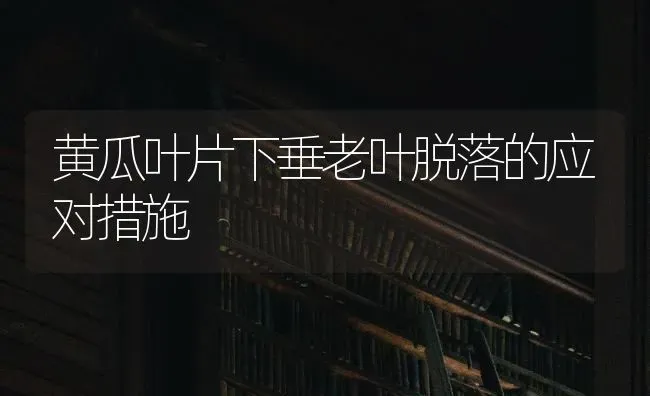 黄瓜叶片下垂老叶脱落的应对措施 | 蔬菜种植