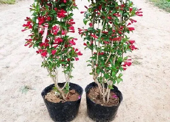 冬天植物|五彩锦带树耐寒吗（五彩锦带树耐寒温度及越冬养护方法）