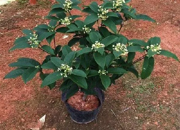 植物换土|桂花换土时间和方法