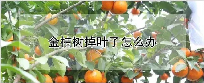 金桔树掉叶子怎么办 | 种植资料