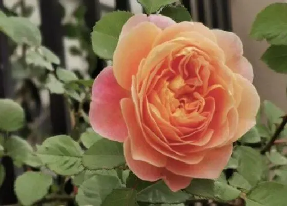 开花时间|印象派月季一年开几次花