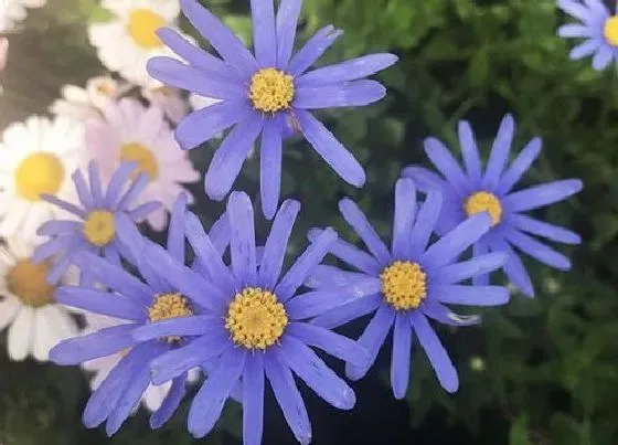 植物寓意|表示温柔的花 花语是温柔的花