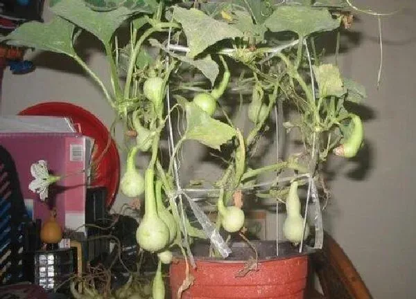 养殖科普|葫芦可以盆栽吗