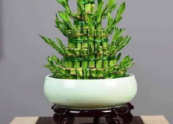 摆放常识|富贵竹放客厅哪里最好（家里富贵竹哪些位置不适合摆放）