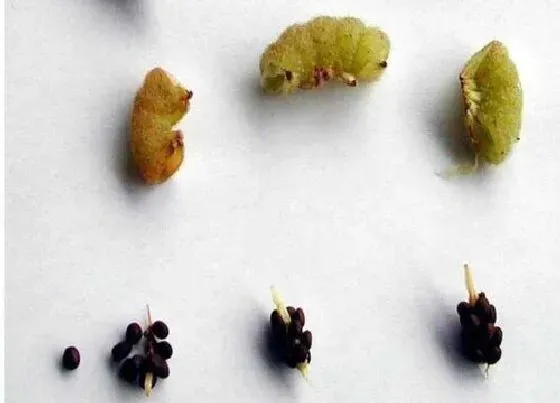 植物百科|凤仙花有种子吗