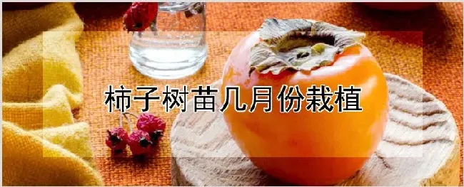 柿子树苗几月份栽植 | 养殖技术