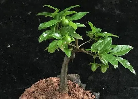 植物毒性|黑塔子有毒吗 可以放在室内养吗