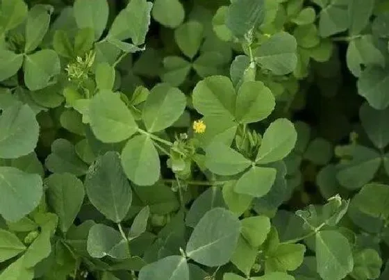 植物百科|草头又叫什么名字