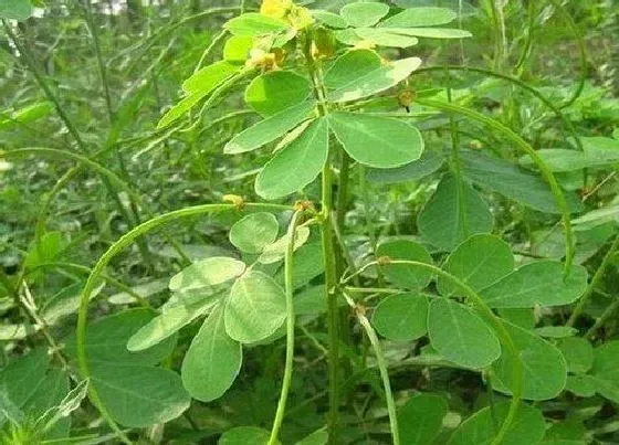 开花时间|决明子几月份开花结果