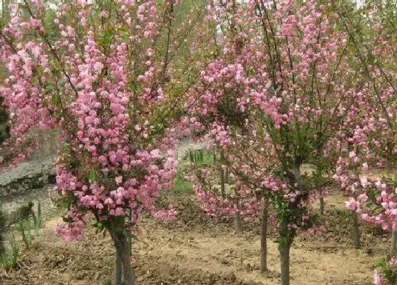 植物修剪|西府海棠怎么修剪方法