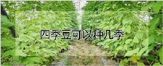 四季豆可以种几季 | 养殖技术