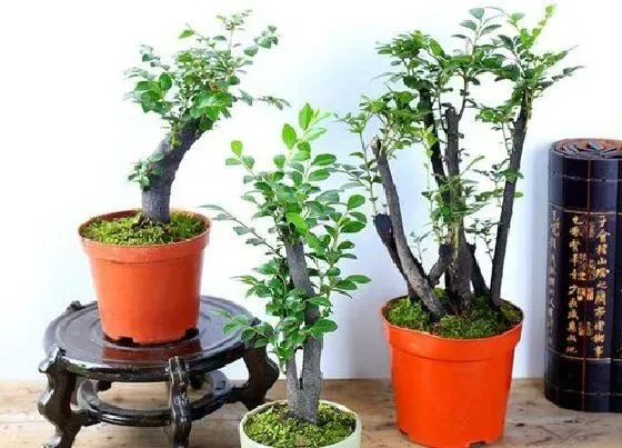 植物百科|紫檀和小叶紫檀一样吗 具体有什么区别