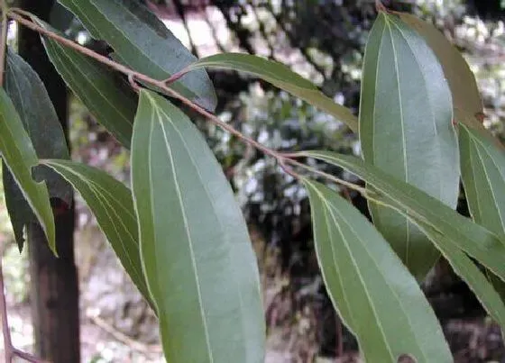 植物百科|桂枝和桂皮一样吗  有什么区别