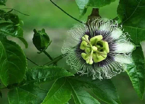 植物百科|百香果甜度高吗